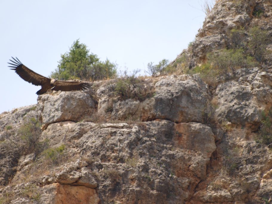 Águila posada sobre una roca, con paisaje montañoso y vegetación escasa de fondo.