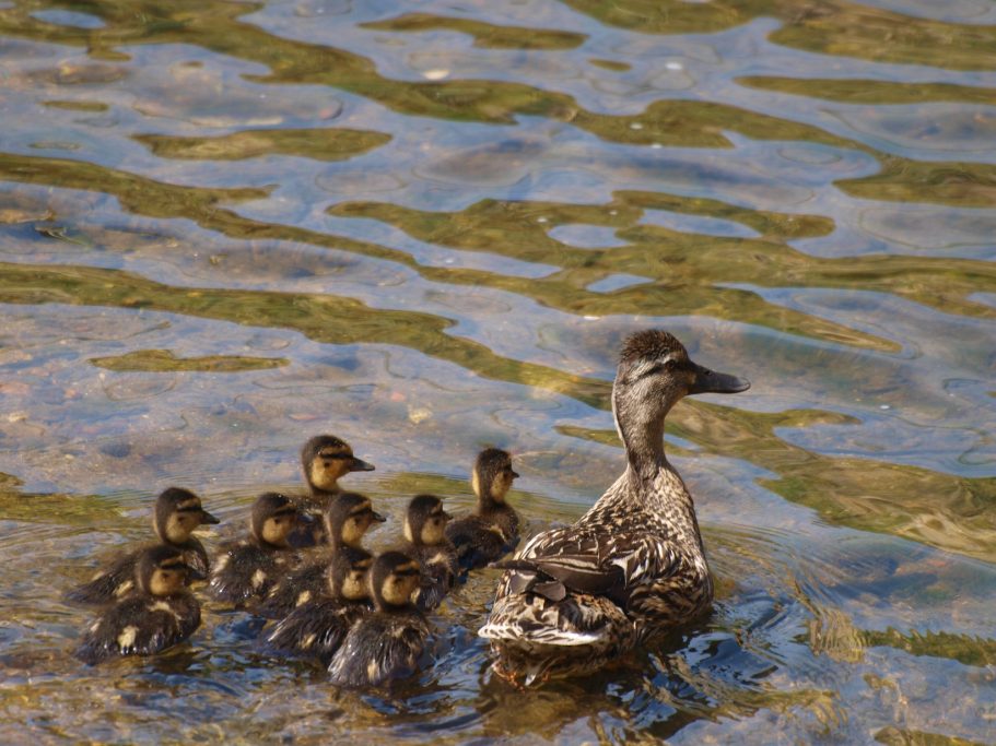 Pájaros nadando en el agua, con una madre pato y sus patitos.