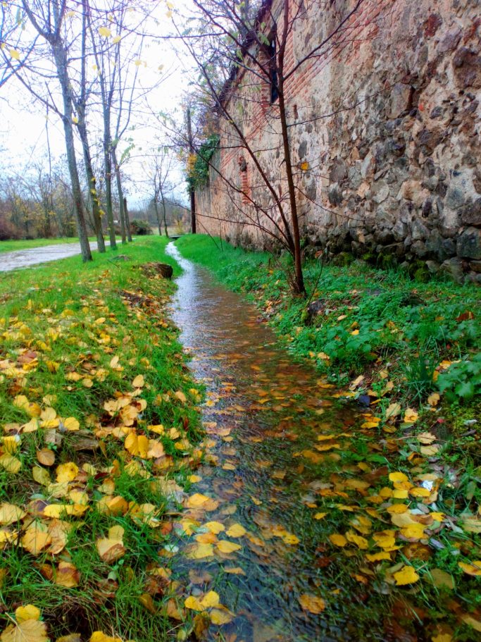 Sendero con agua y hojas amarillas, junto a un muro de piedra y árboles.