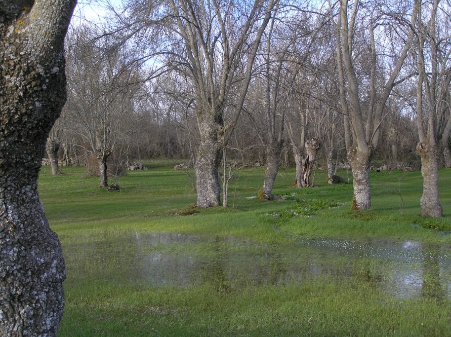 Bosque con árboles desnudos reflejados en un charco de agua en el suelo.