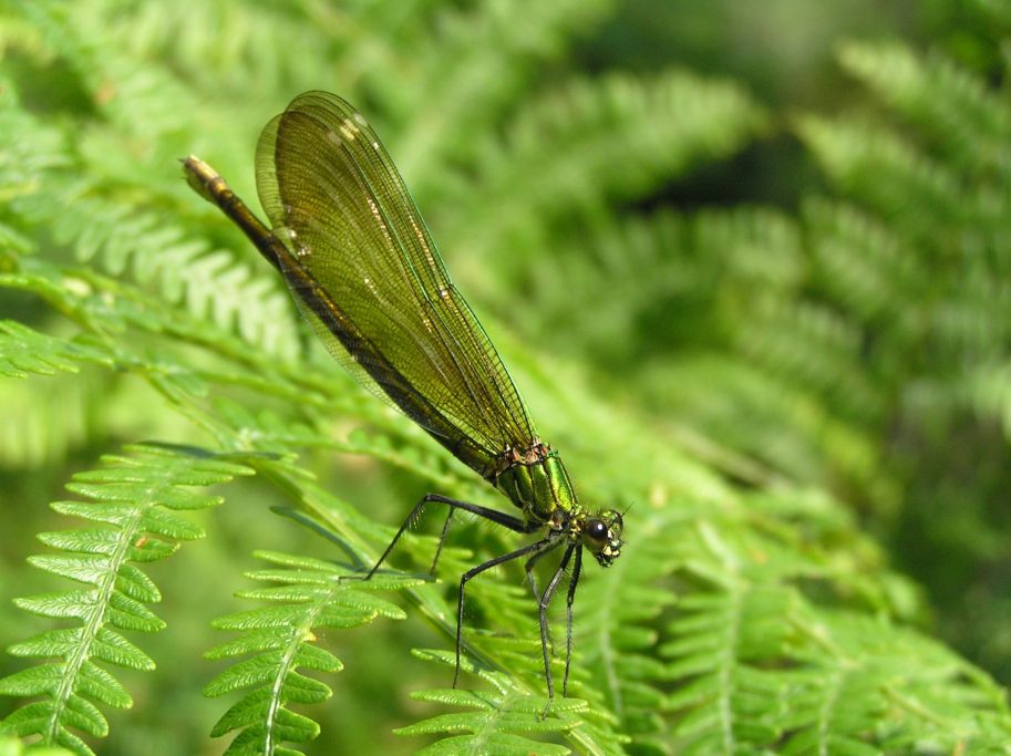 Libélula verde posada sobre hojas verdes de helecho.