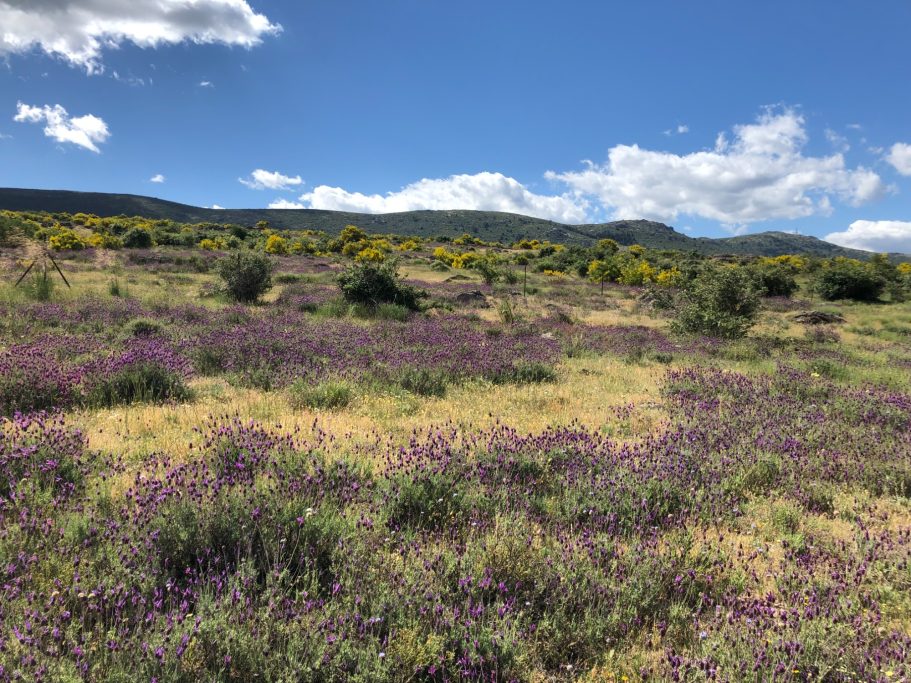 Campo de flores moradas con un cielo azul y nubes blancas al fondo.