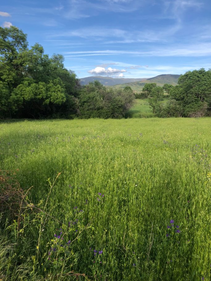 Campo verde con flores silvestres, montañas al fondo bajo un cielo azul.