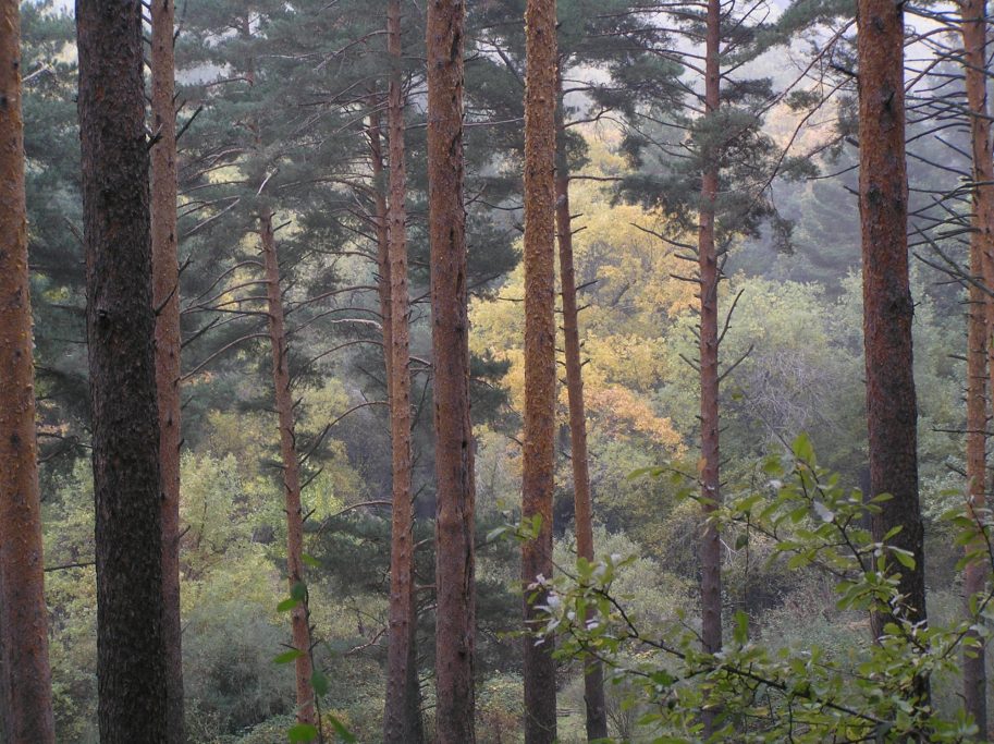 Bosque con altos pinos y matices de colores otoñales en el fondo.