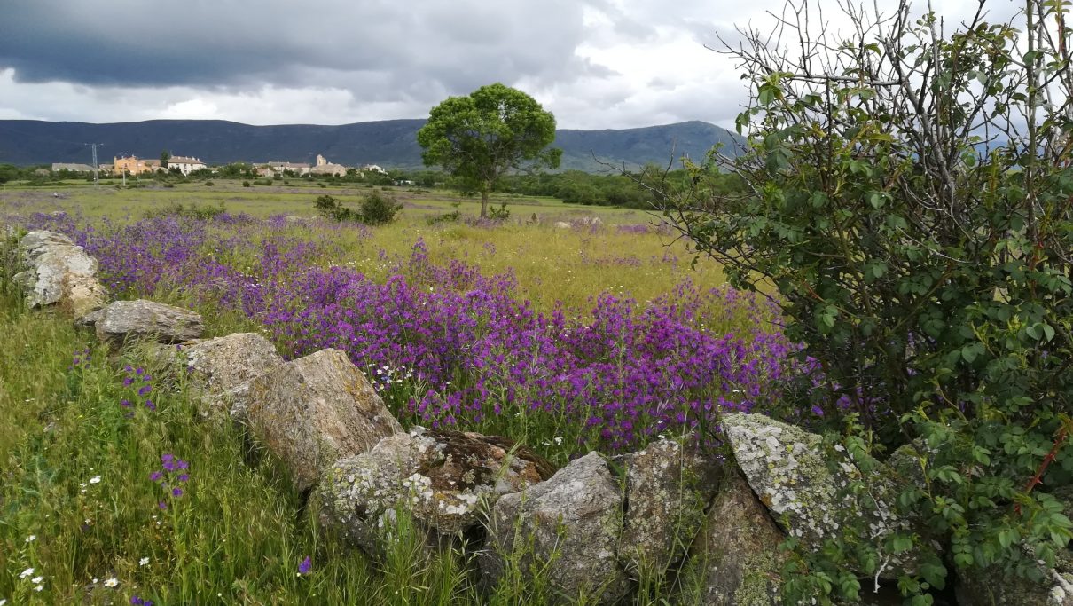 Campo de flores moradas con un árbol solitario y montañas al fondo.