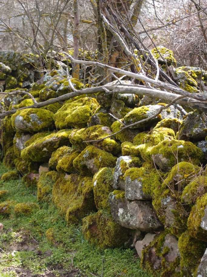 Piedra cubierta de musgo y ramas secas en un paisaje natural.